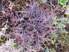 Masonhalea richardsonii