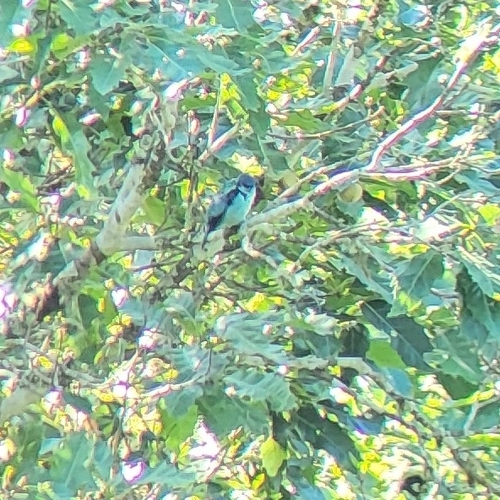 Azure-rumped Tanager (Poecilostreptus cabanisi)