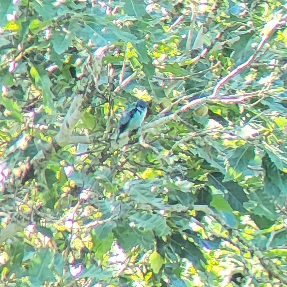Azure-rumped Tanager (Poecilostreptus cabanisi), photo 1