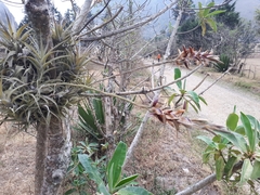Tillandsia incarnata