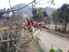 Tillandsia incarnata