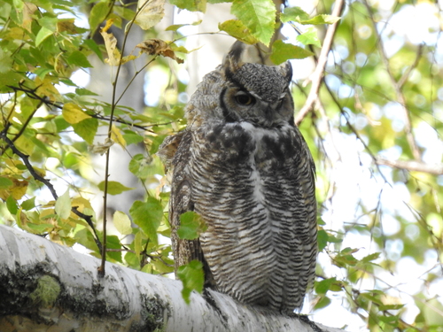 Great Horned Owl photographed in Alaska