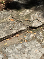 Thamnophis cyrtopsis ocellatus