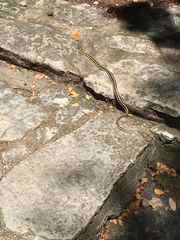 Thamnophis cyrtopsis ocellatus
