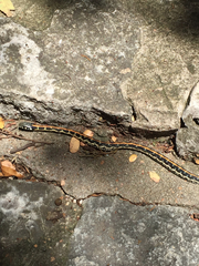 Thamnophis cyrtopsis ocellatus