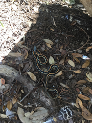 Thamnophis cyrtopsis ocellatus