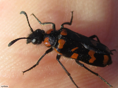 Mimesthes maculicollis