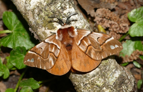 Endromis versicolora