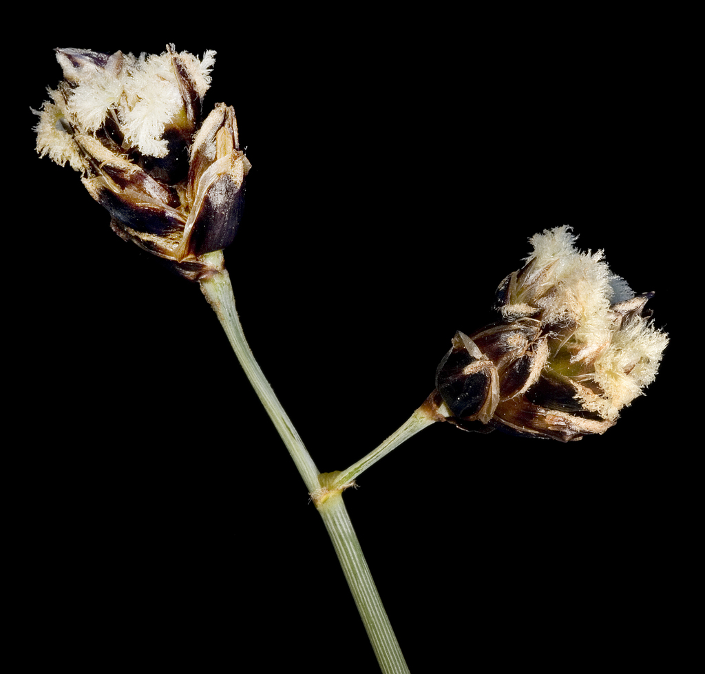 Georgeantha