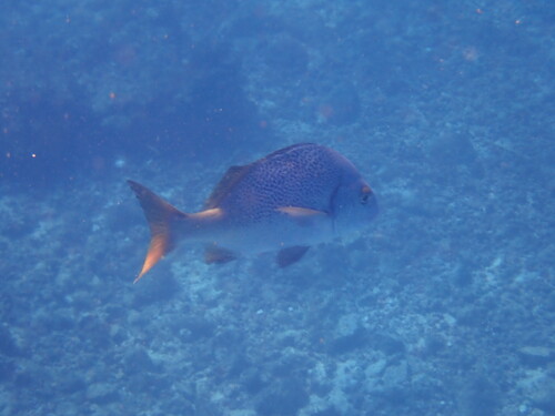 Burrito grunt (Anisotremus interruptus) — Haemulidae — 2