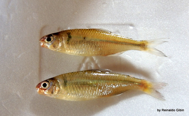 Coptobrycon bilineatus
