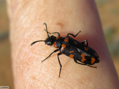 Mimesthes maculicollis