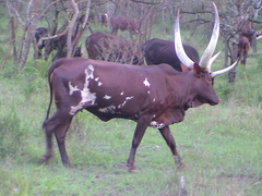 Bos indicus × taurus