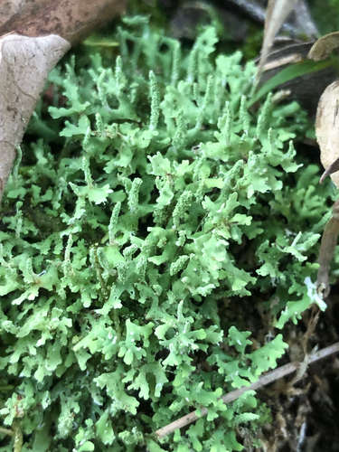 Cladonia ceratophylla