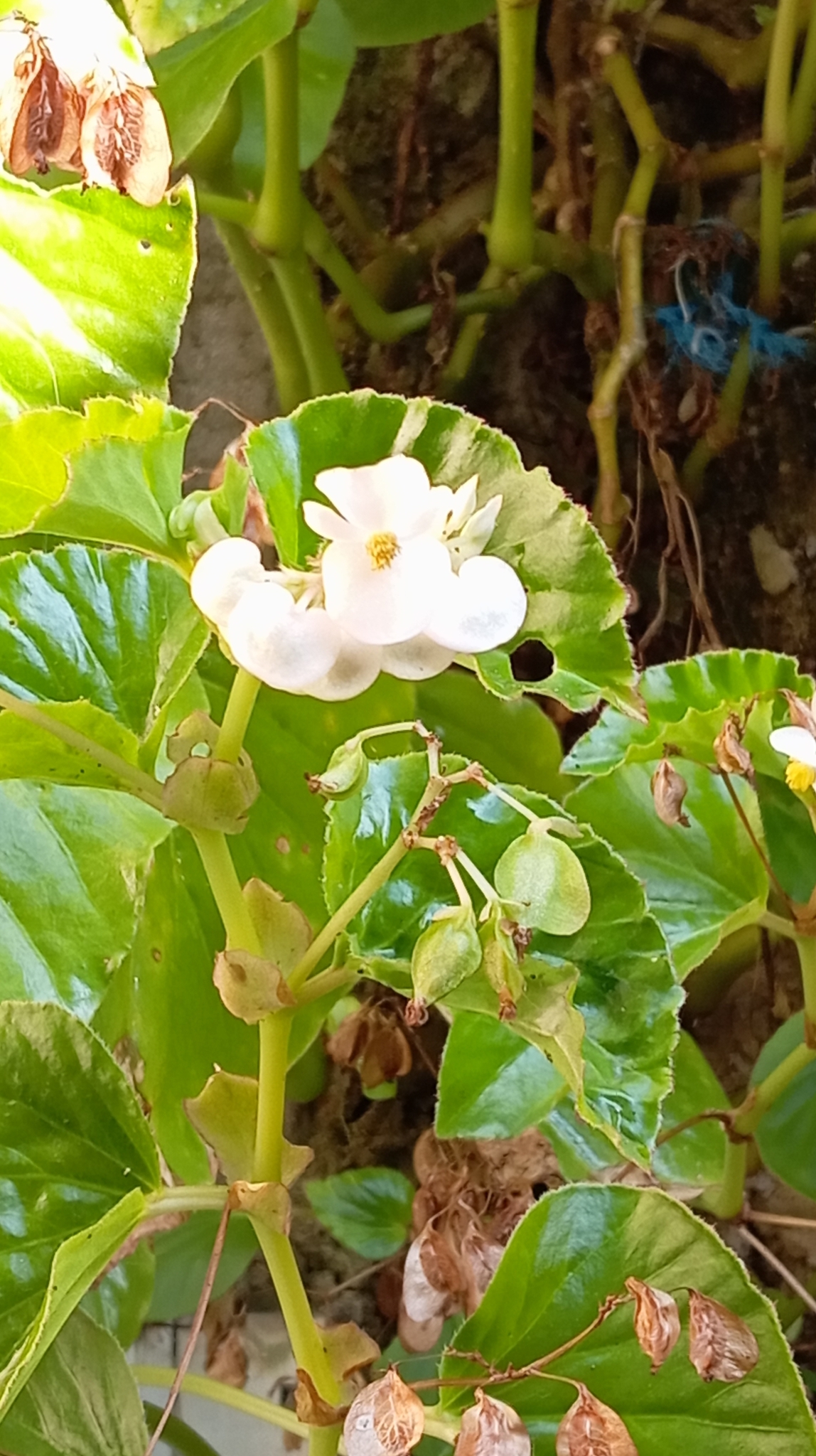 Begonia cucullata