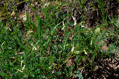 Astragalus scopulorum