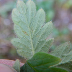 Potentilla hyparctica
