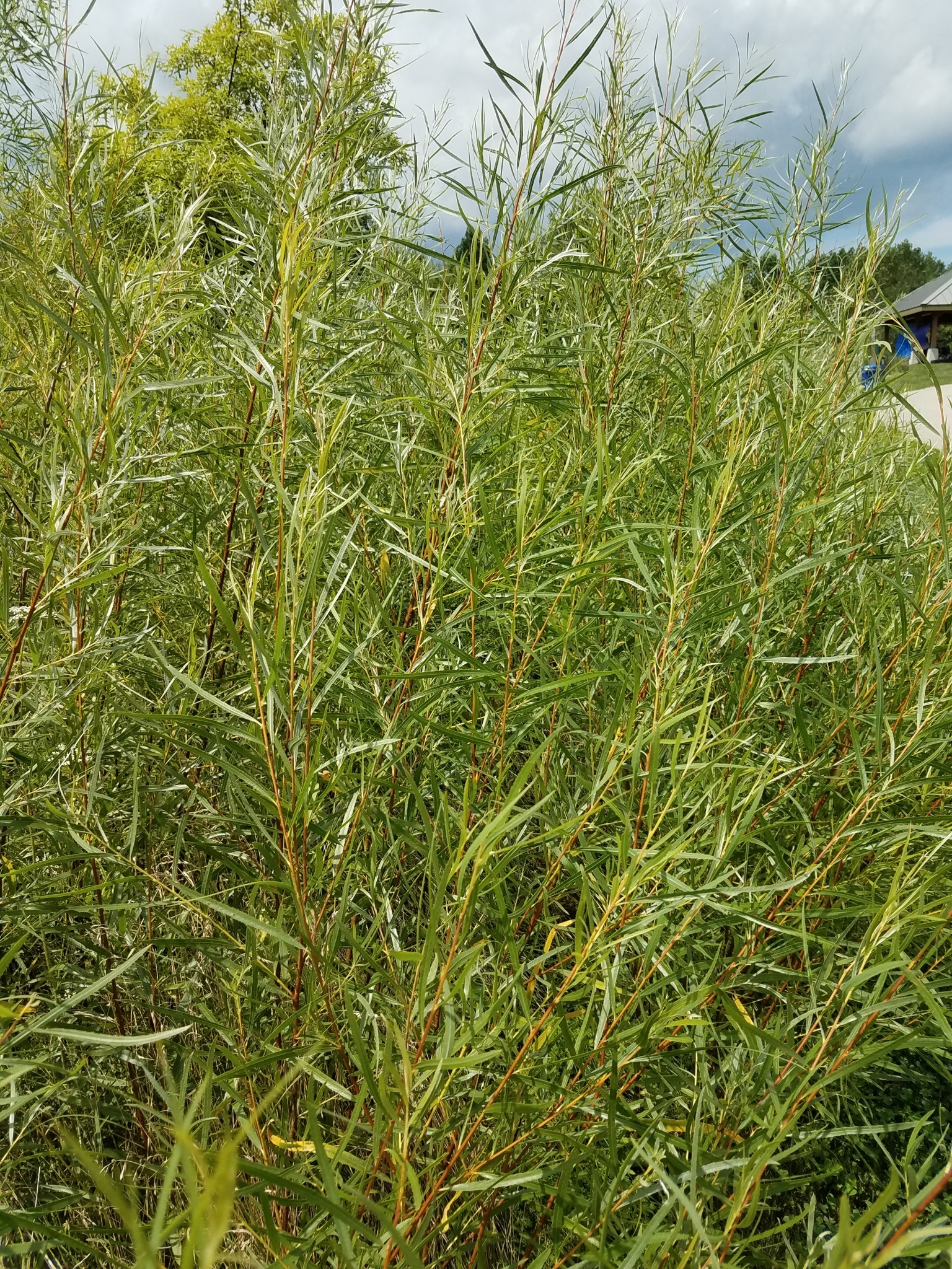 Salix X brachypurpurea