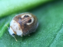 Clitostethus arcuatus