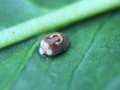 Clitostethus arcuatus