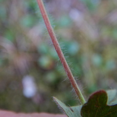 Potentilla hyparctica