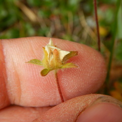 Potentilla hyparctica
