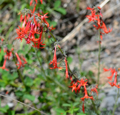 Ipomopsis aggregata aggregata