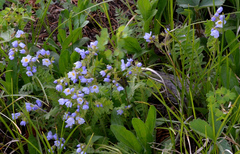 Polemonium pulcherrimum delicatum