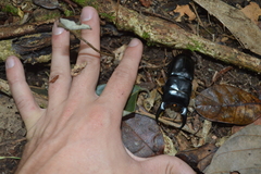 Serrognathus thoracicus