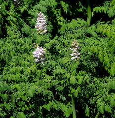 Corydalis caseana brandegeei