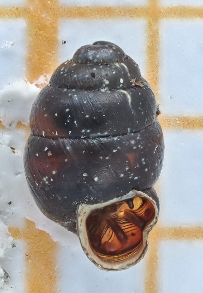 Marsh Whorl Snail