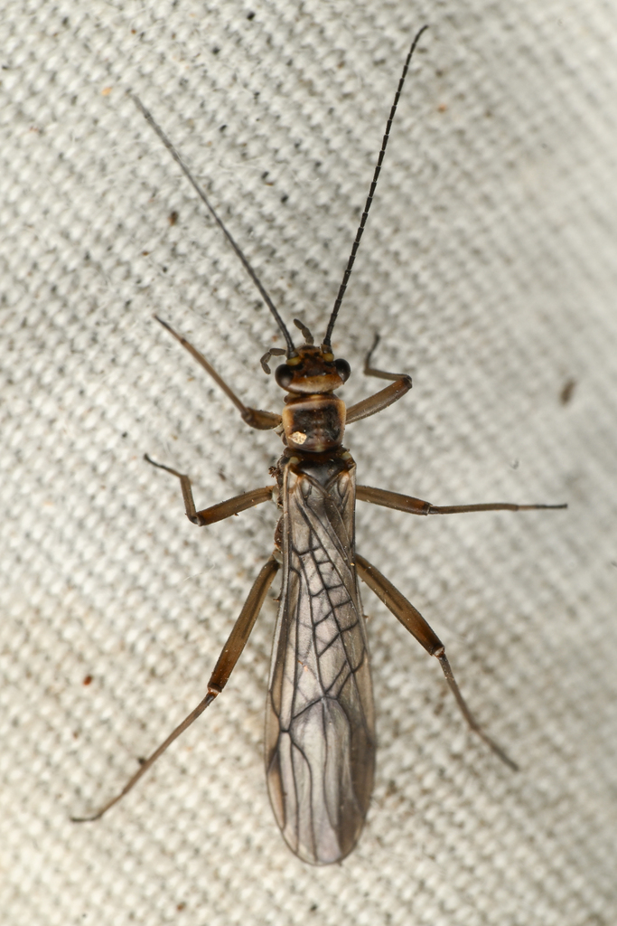 Broken Forestfly