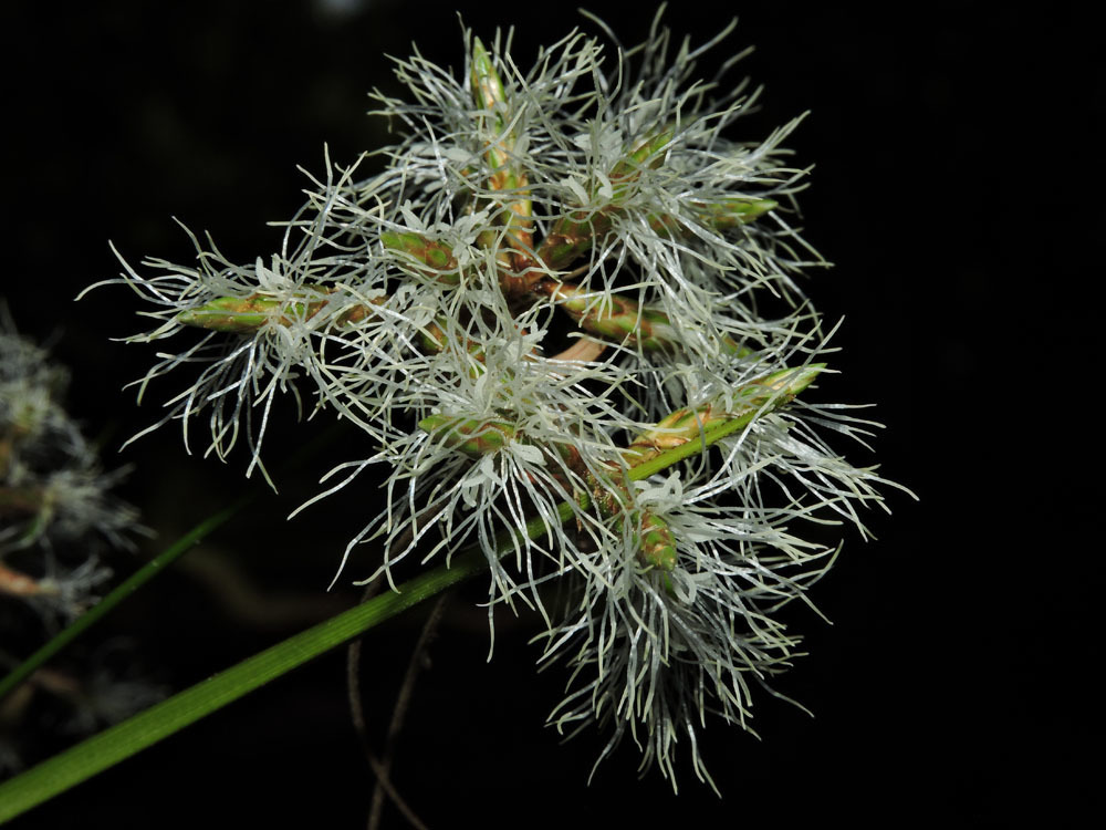 Mapanioideae