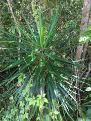 Yucca aloifolia