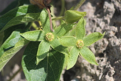 Gonolobus grandiflorus