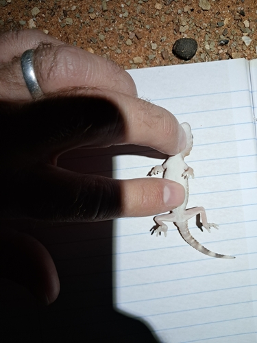 Namib Giant Ground Gecko