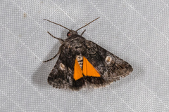 Copanarta aurea