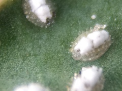 Siphoninus phillyreae