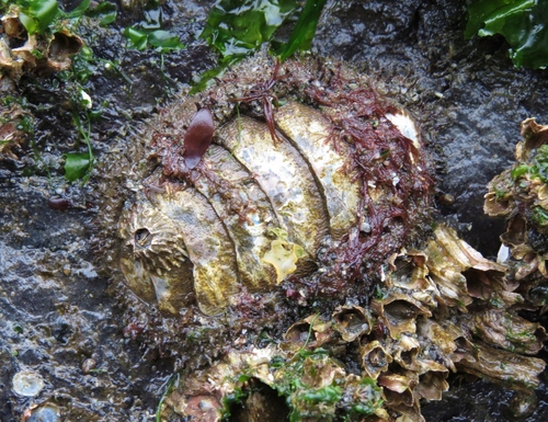 Mossy Chiton