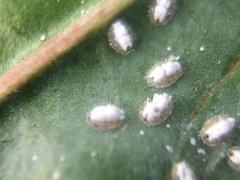 Siphoninus phillyreae