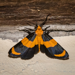 Eudesmia arida