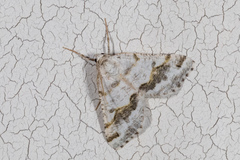 Macaria pallipennata