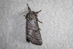 Pseudopanthea palata