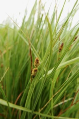 Carex pallescens