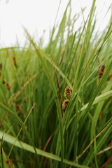 Carex pallescens