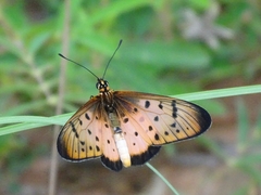 Acraea caecilia