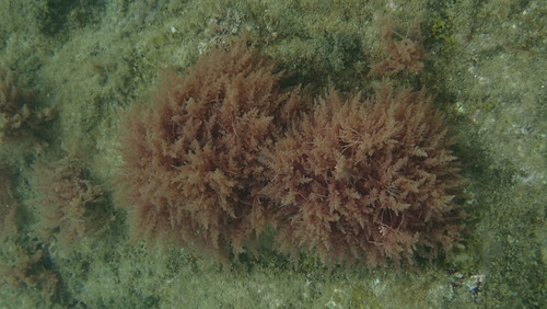 Image of Asparagopsis armata by no rights reserved