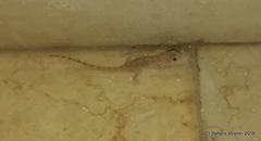 Cyrtopodion scabrum