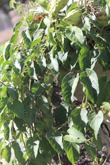 Gonolobus grandiflorus