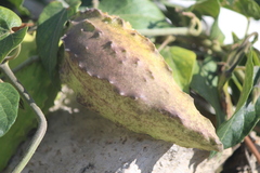 Gonolobus grandiflorus